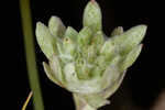 Bighead pygmycudweed